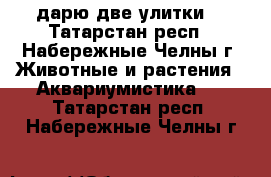 дарю две улитки  - Татарстан респ., Набережные Челны г. Животные и растения » Аквариумистика   . Татарстан респ.,Набережные Челны г.